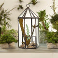 Tall Slim Geometric Glass Terrarium with Brass Frame | Lantern Shape